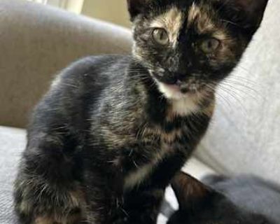 Eclipse - Domestic Shorthair Female Cat for Adoption