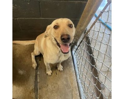 Lance - Labrador Retriever Male Dog for Adoption