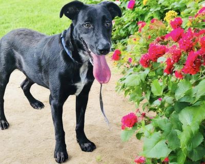 Arlo - Black Labrador Retriever Male Dog for Adoption