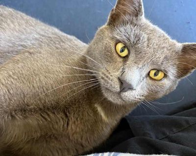 Boo - Russian Blue Male Cat for Adoption