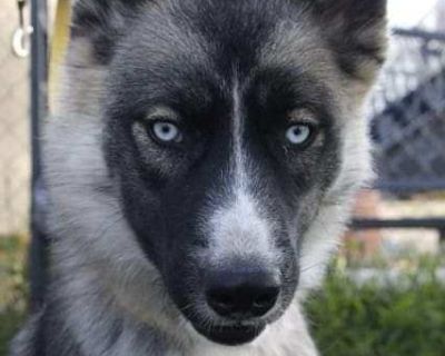 ONYX - Siberian Husky Male Dog for Adoption