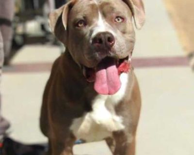 Slade - American Pit Bull Terrier Male Puppy for Adoption