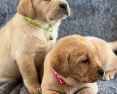 AKC English Labrador