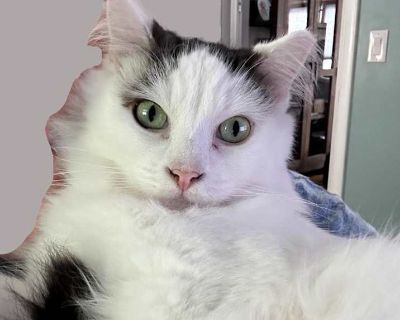 Darius - Domestic Mediumhair Male Cat for Adoption