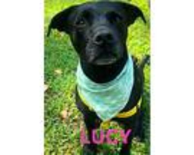 Lucy, Labrador Retriever For Adoption In Decatur, Georgia