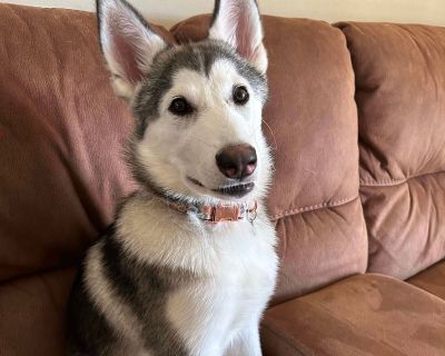 Meadow - Siberian Husky Female Dog for Adoption