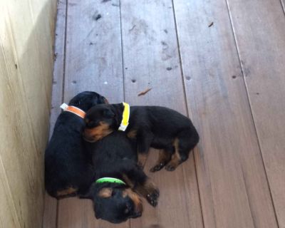 4 Male and 2 Female Rottweiler Puppies for Sale