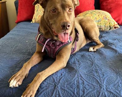 Cocoa - Labrador Retriever Female Dog for Adoption