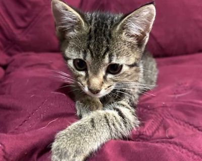 Violet - Domestic Shorthair Female Kitten for Adoption