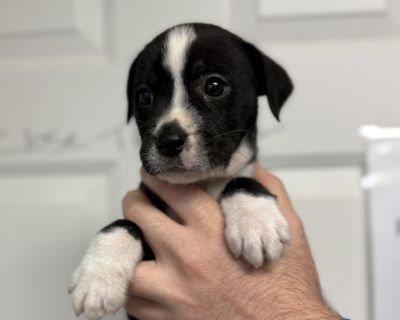 Quirkle - Pit Bull Terrier Mix Male Puppy for Adoption