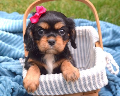 1 Male and 5 Female Cavalier King Charles Spaniel Puppies for Sale