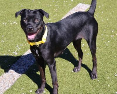 Moolah is a perfect little 36-lb sweetheart at just 2 years old- truly the ideal size! She arrived with her housemate Kash, a tiny Chihuahua mix, and has shown she can live happily with dogs of all sizes. She's also wonderful with all people and previously lived with children of all ages. Moolah has already come such a long way. When first surrendered, she was too frightened to leave her kennel...