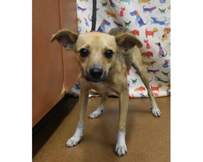 Hank - Chihuahua/Mixed Breed (Medium) Mix Male Dog for Adoption