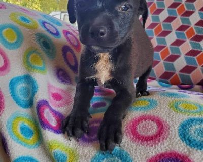 Roo - Mixed Breed Female Puppy for Adoption