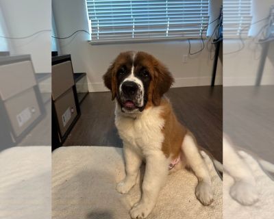 Ansem - Saint Bernard Male Puppy for Adoption