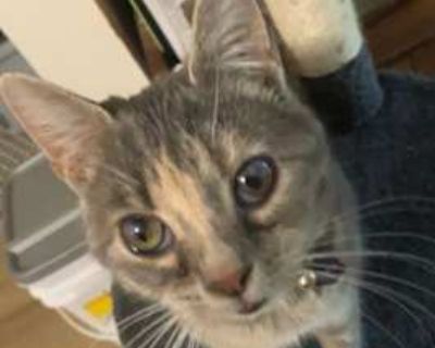 Willow is a 4-year-old special-needs sweetheart looking for a calm, loving home. She's partially blind with limited smell and mild breathing issues from a severe infection contracted in kittenhood, but she's full of love and personality. Willow adores people, kids, and other animals, loves string toys, and her favorite thing is climbing up on your shoulder for cuddles and rides. She's a strictl...