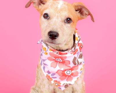 Gracie - Australian Cattle Dog / Blue Heeler Female Puppy for Adoption