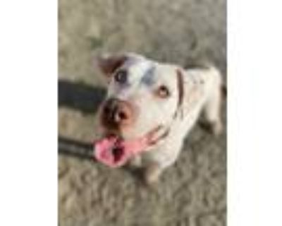 Adopt Vander a White American Pit Bull Terrier / Mixed dog in Visalia