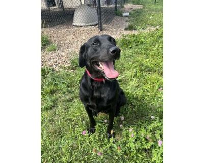 Marlin - Labrador Retriever/Mixed Breed (Medium) Mix Male Dog for Adoption