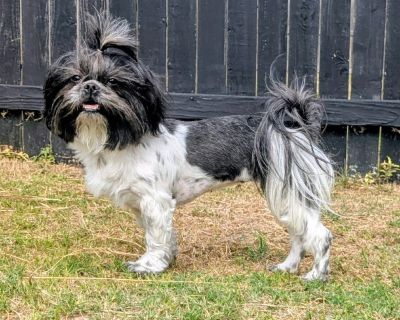Meet Fatima! Fatima is an outgoing, confident, and playful girl who s full of puppy energy and personality! She s as cuddly as she is goofy, and she absolutely loves to play with other dogs. Fatima enjoys being spoiled (bonus points if you put her ponytail in!) and is always ready for fun or snuggles. She would love to be in a home with another dog to play with and share her adventures. Fatima ...