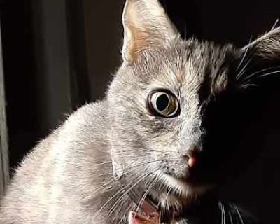 Baby - American Shorthair Female Cat for Adoption