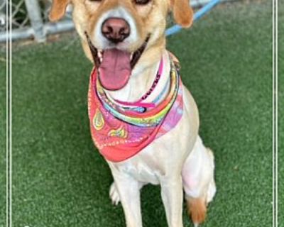 CINNAMON - Labrador Retriever Female Dog for Adoption