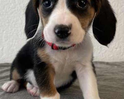 Strawberry - Basset Hound/Beagle Mix Female Puppy for Adoption