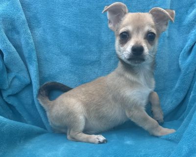 Meet Jerry, a 3 month old bundle of joy with a heart as big as his playful spirit! This curious and affectionate pup is always up for an adventure and will bring laughter and love into your life. Jerry is a gentle, loyal friend who is also smart and athletic. With his playful and friendly nature, he is sure to get along with everyone he meets. Jerry is always eager to explore and learn new thin...