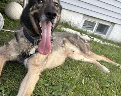 Rocky - German Shepherd Dog/Husky Mix Male Dog for Adoption