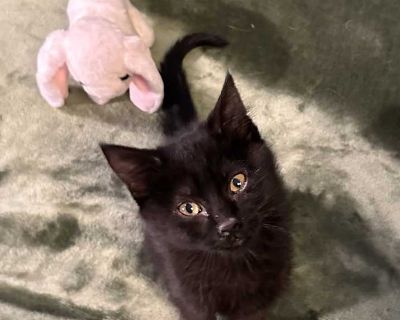 Oreo - Domestic Shorthair Female Kitten for Adoption