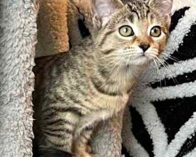 Jade. Purebred Shots current Spayed / Neutered. Breed Domestic Mediumhair Color Gray, Blue or Silver Tabby Age Kitten Sex Female Pet ID 22055402 Hair Length