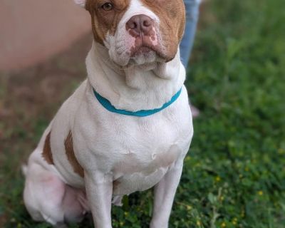 Prada, a sweet pocket pittie mix, is up for adoption through Labor of Love Project! ~35 lbs ~1 year old ~Good with other dogs ~Loves people ~Snuggle bug Prada loves to cuddle, but also has lots of energy for playtime with other dogs & people! She's adored every human & dog she meets! She would not be a good apt dog due to being high energy; unless she got a lot of outside time. She would either...