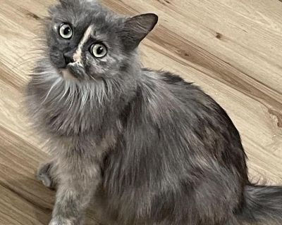 Penny - Persian & Domestic Long Hair Mix Female Cat for Adoption