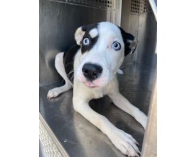 JOLIE - Husky/American Pit Bull Terrier Mix Female Puppy for Adoption