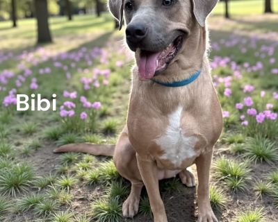 Rescue From Texas. This is Bibi. She is 2 years old and weighs 60 pounds- lab-GS mix with a GS temperament. She was abandoned and end up in a kill shelter. Now Bibi is eager to find her forever home with a dog experienced owner and spend many happy years together! She gets along with other dogs. Bibi gets very attached to her family and definitely will protect them any way possible. She is kind...