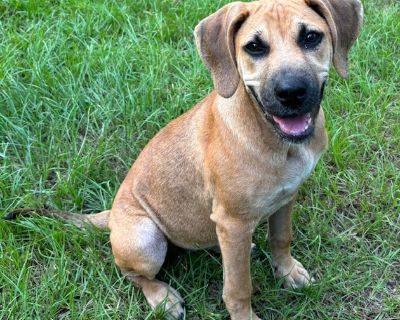 Scout -Happy - Black Mouth Cur & Hound Mix Female Dog for Adoption