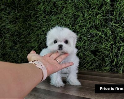 Name: Daisy
Age: 10 weeks
Sex: Female
Breed: Teacup Maltese
Appr wt at maturity: 3 lbs
Vaccination/Deworming: Up-to-date
Hypo-allergenic : Yes
1 year health guarantee

We have two locations!
Fullerton, CA (714) 900-0400
Las Vegas, NV (702) 600-4747 (Text Only)

check out our website : www.topdogpuppies.com
for highest quality puppies: @topdogpuppies IG