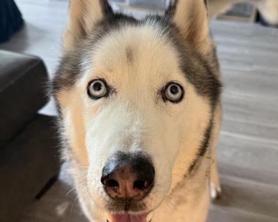 Coco is a Cat Friendly 5 year old husky that is so sweet to kids of all ages, large or small dogs and loves to cuddle up! What more could you ask for from a husky?? Unbelievable! Great personality and knows his commands to top off the icing on the cake!. Characteristics Affectionate, Athletic, Brave, Couch, Curious, Dignified, Friendly, Funny, Gentle, Independent, Loves, Loyal, Playful, Quiet, ...