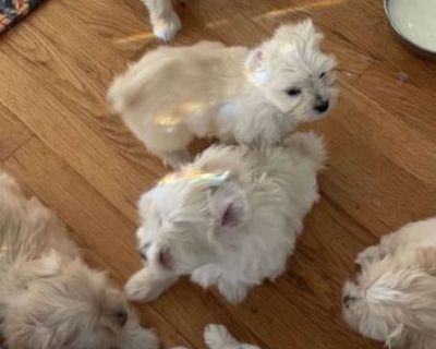 Maltese puppies