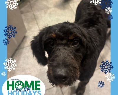 Come meet me and 100+ of my adoptable friends at Louie's Legacy Animal Rescue's MEGA adoption event, Home for the Holidays! Saturday, November 22nd, 2025 at Woodbridge High School in Woodbridge, NJ from 11am - 3pm! Meet Ollie! Ollie is an all black 10 month old, 30 pound miniature Golden Retriever/Poodle mix. He is super soft and fluffy even after his new haircut. All he wants is attention and ...