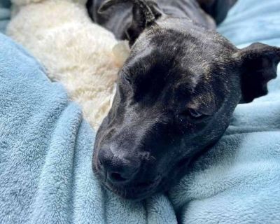 Young. Black - with white. Microchipped. Blossom is a stunningly beautiful 5-month-old female Brindle Staffie mix love bug that weighs 36 pounds of love & sweetness. Blossom loves her stuffed toys and even brings them along on car rides. She s a gem of a puppy that loves everyone she meets and loves her walks and belly rubs. Blossom loves going on walks and loves being with her loved ones. She ...