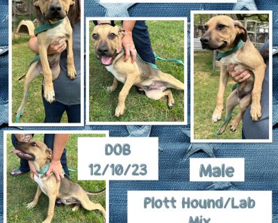 Donald - Plott Hound & Labrador Retriever Mix Male Puppy for Adoption