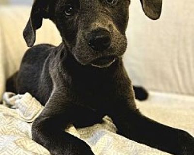 CHARLIE - Labrador Retriever/Weimaraner Mix Male Dog for Adoption