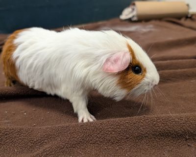 Young and full of fun, it's bonded brothers Rex and Scooter! These two came into the shelter because their owner was unable to provide proper care. They've been enjoying their new life (though they are not a fan of the dog barking) getting regular meals and playtime with volunteers in the enrichment room! Scooter is on the shyer side, but he's willing to use his voice to let you know he's looki...