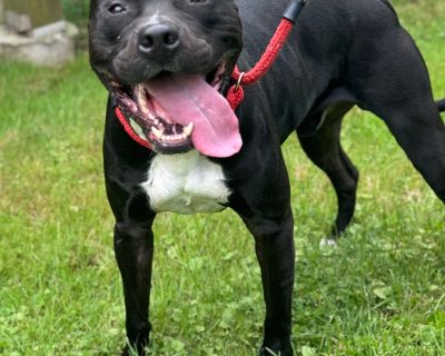 Bubba - Pit Bull Terrier Male Dog for Adoption