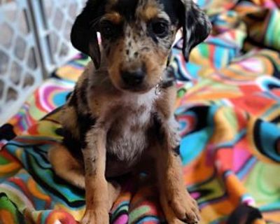 Lizzie - Hound (Unknown Type)/Australian Cattle Dog Mix Female Puppy for Adoption