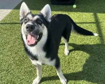 Jeta - Husky/Mixed Breed (Medium) Mix Female Puppy for Adoption