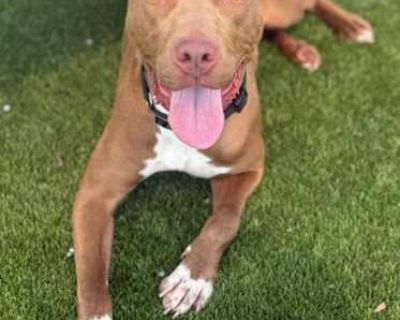 Coy - American Pit Bull Terrier Male Dog for Adoption