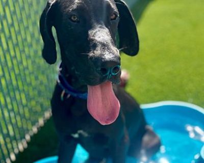 Sage-Beautiful Great Dane! - Great Dane Male Dog for Adoption