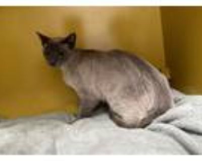 Adopt LILY a Domestic Short Hair